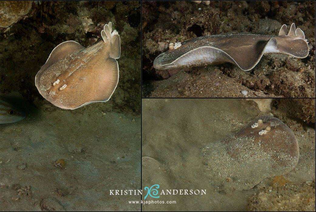 Image of coffin rays