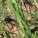 Image de Stachys nigricans Benth.