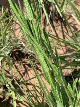 Image of Stachys nigricans Benth.