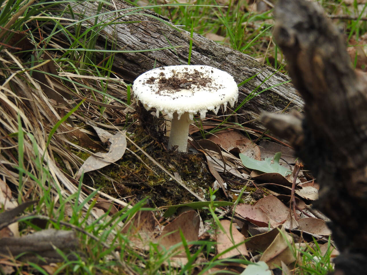 Image de Amanita farinacea (Sacc.) Cleland & Cheel 1914