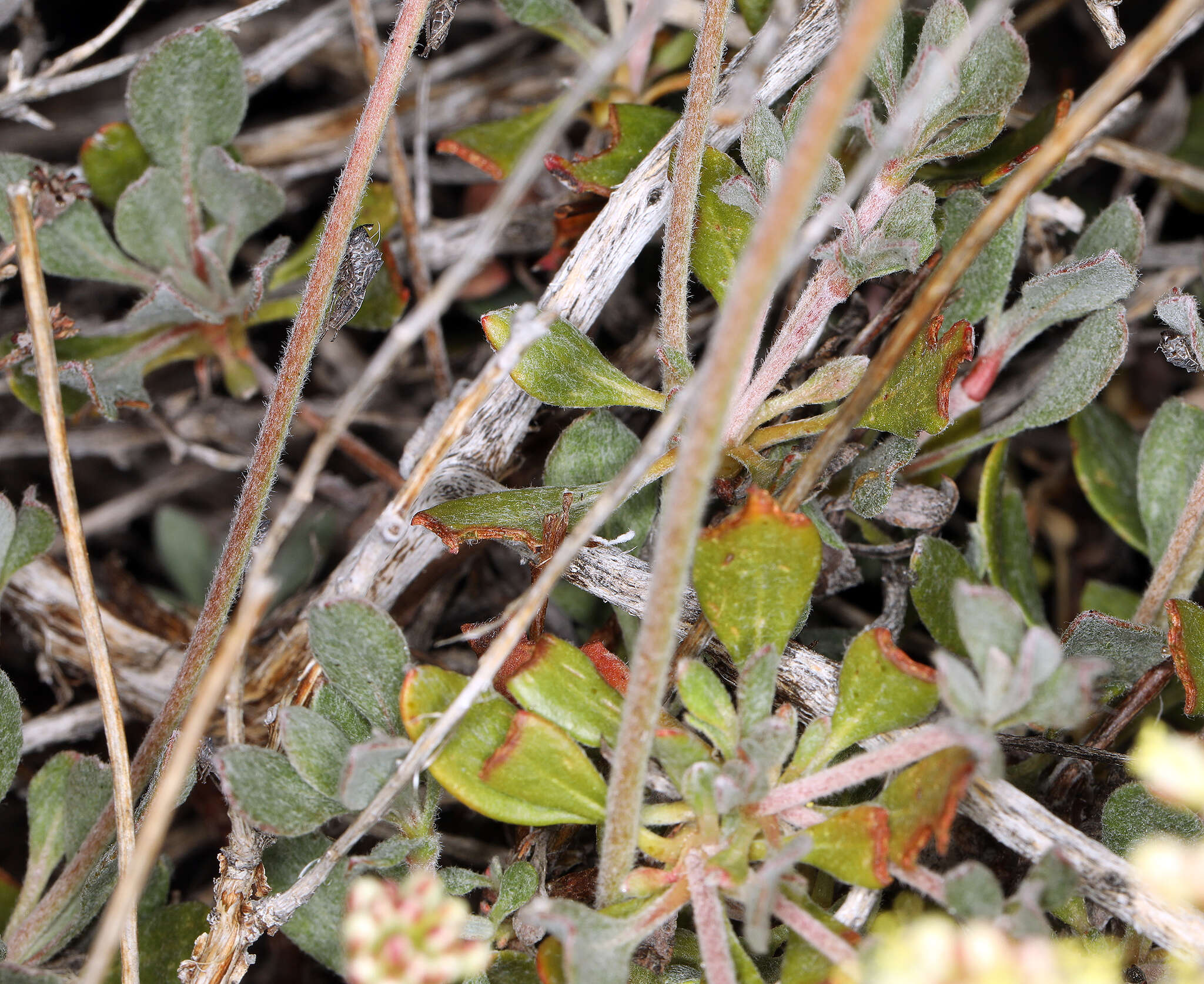 Image of sulphur-flower buckwheat