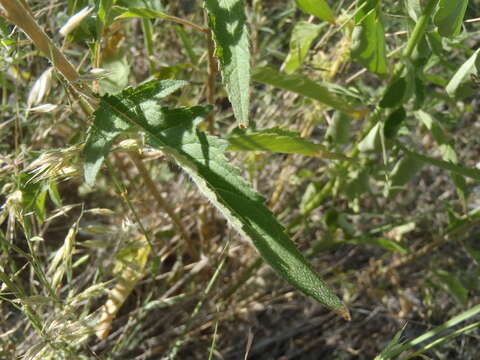 Image of isolated blazingstar