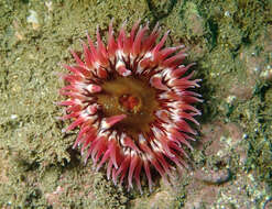 Image of McPeak anemone