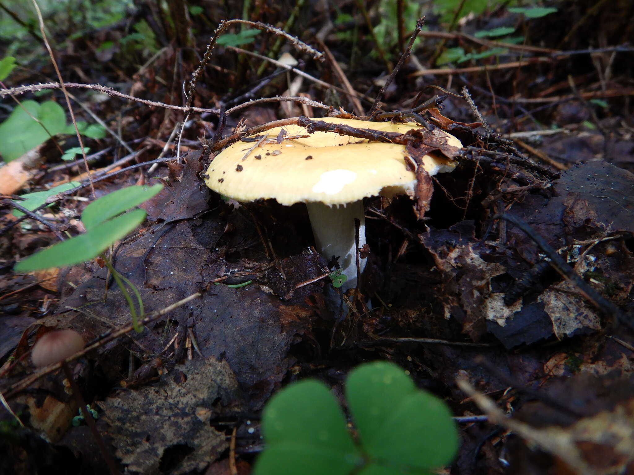 Image of yellow swamp brittlegill