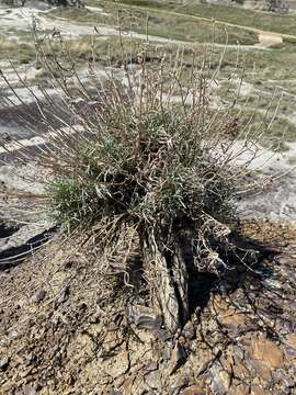 Image of longleaf wormwood