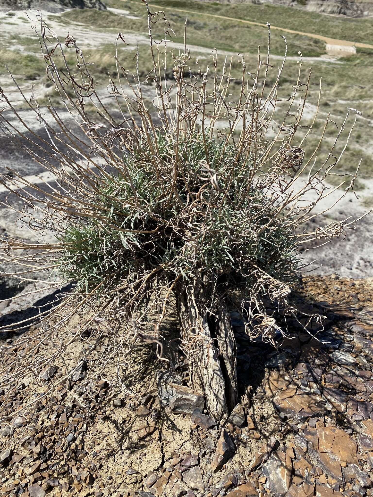 Image de Artemisia longifolia Nutt.