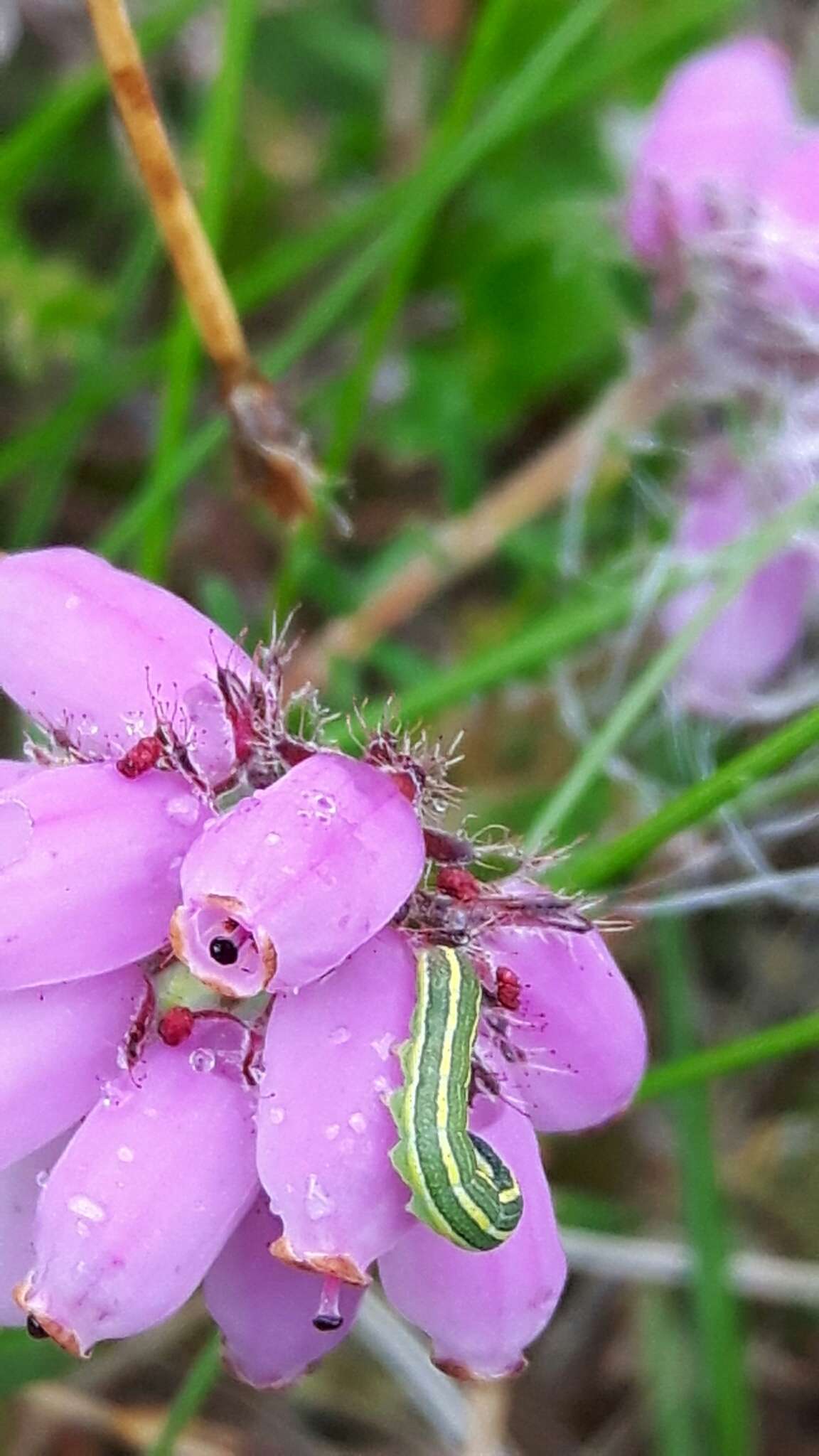 Image of heath rustic