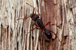 Image of Rhytidoponera scabrior Crawley 1925