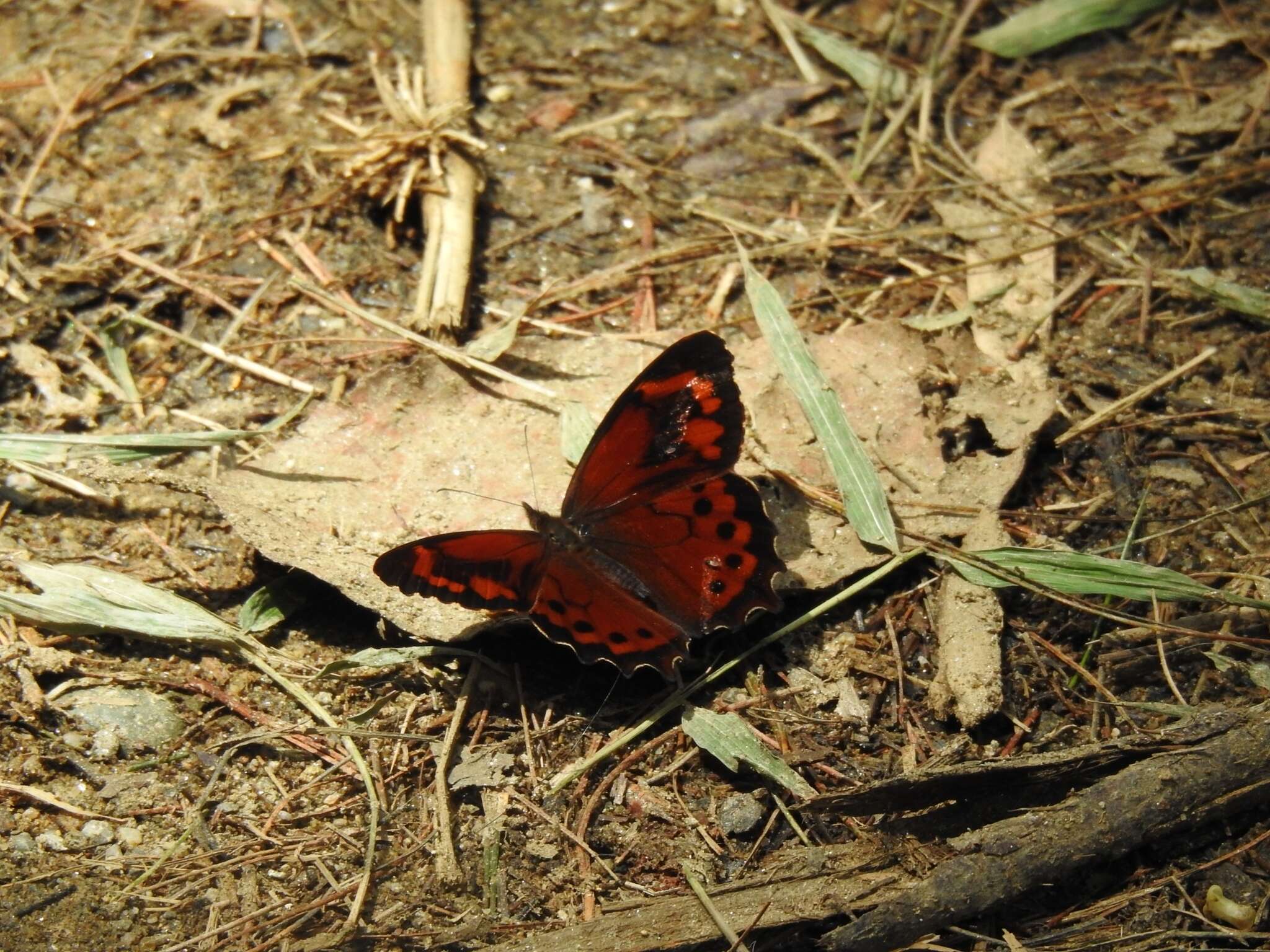 Image of Lasiophila zapatoza Westwood (1851)