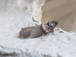 Image de Acrobasis caryae Grote 1881