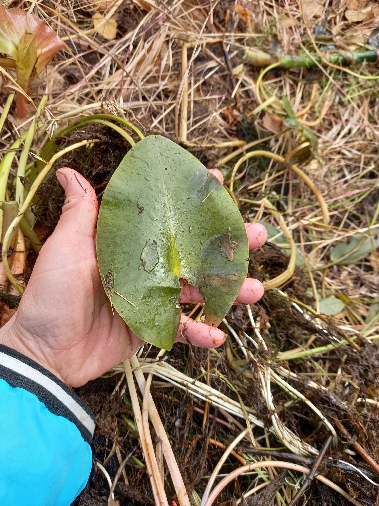 Image de Nénuphar nain