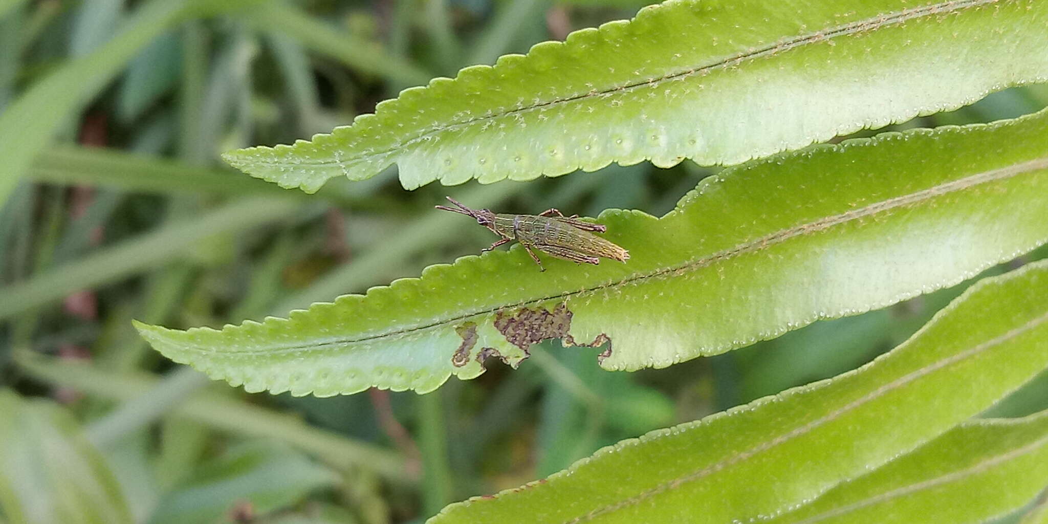 Image of Tagasta marginella (Thunberg 1815)