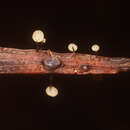 Image of Gloiocephala xanthocephala (G. Stev.) Desjardin & E. Horak 1997