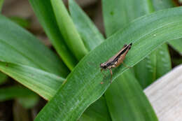 Orphulella concinnula (Walker & F. 1870) resmi