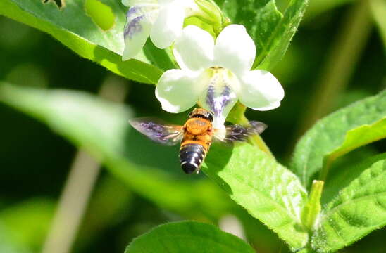 Image of Bee