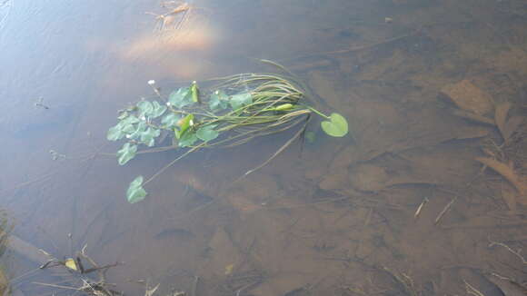 Image of Sagittaria guayanensis subsp. lappula (D. Don) Bogin