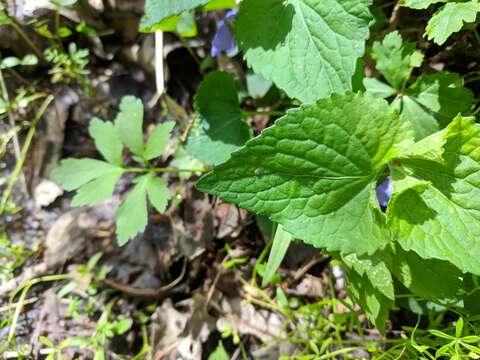 Image of common blue violet