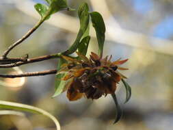 Image of Epidendrum cerinum Schltr.