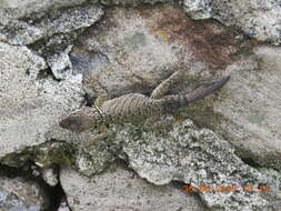 Image of Sceloporus dugesii Bocourt 1873