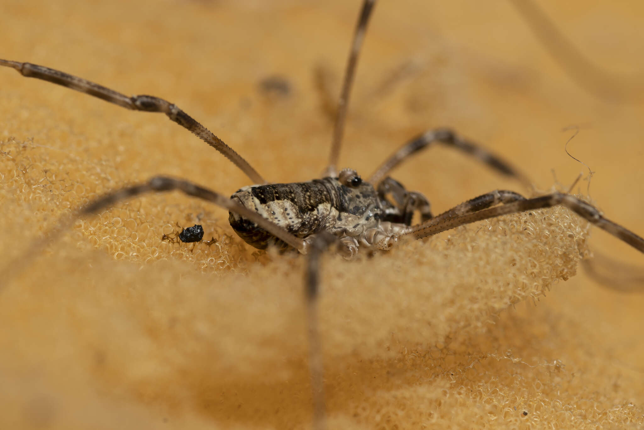 Image of <i>Metaplatybunus rhodiensis</i>