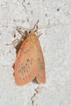 Image of rosy footman