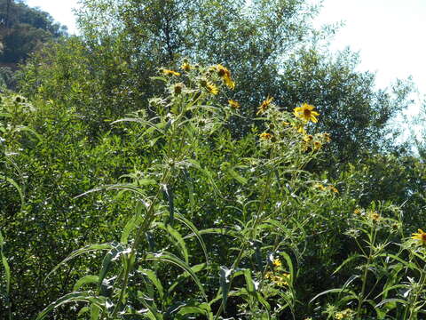 Image of California sunflower