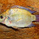 Image of Mango tilapia