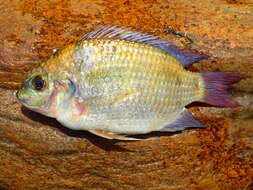 Image of Mango tilapia