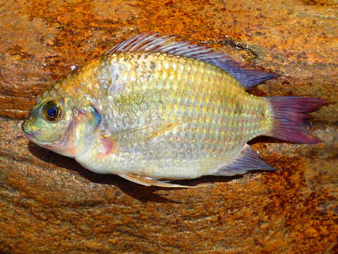 Image de tilapia