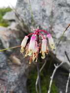 Imagem de Lachenalia sargeantii W. F. Barker