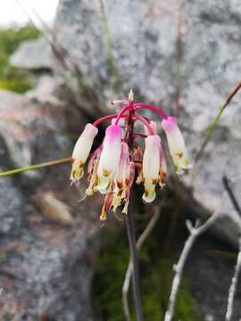 Image of Lachenalia sargeantii W. F. Barker