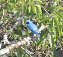 Image of Plum-throated Cotinga