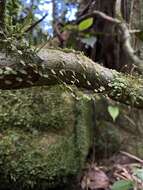 Image of Guadeloupe peperomia