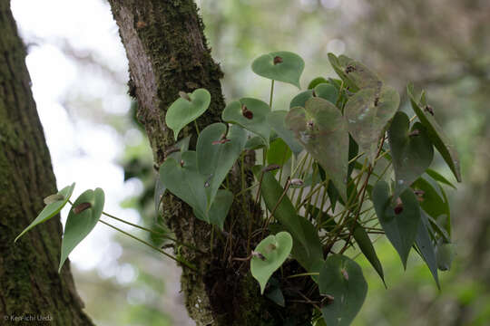 Image of Pleurothallis phyllocardia Rchb. fil.