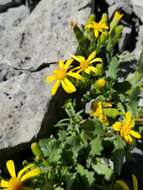 Image of <i>Senecio <i>fremontii</i></i> var. fremontii