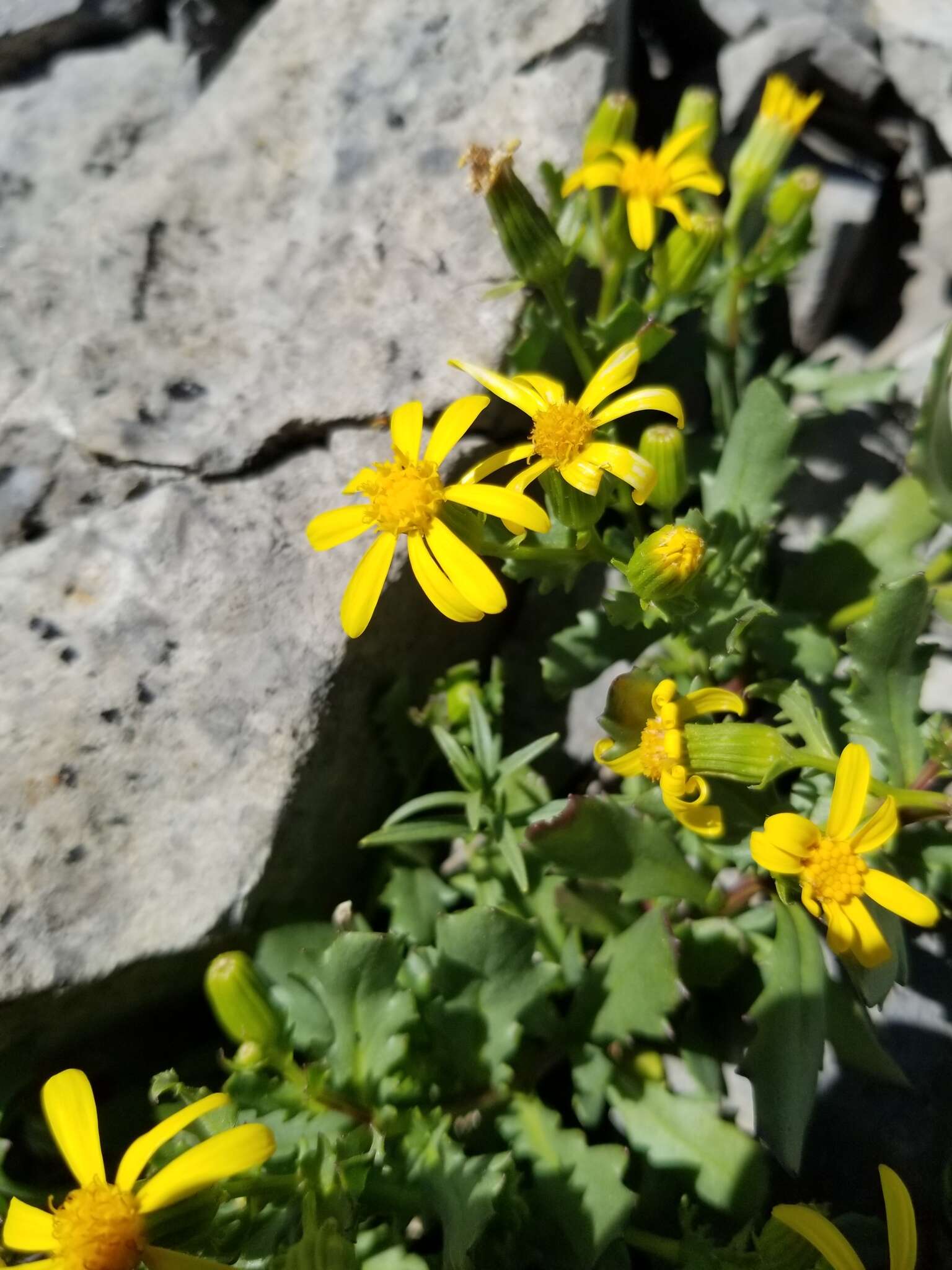 Image of <i>Senecio <i>fremontii</i></i> var. fremontii