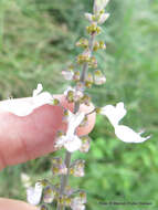 <i>Coleus hadiensis</i>的圖片