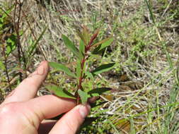 Imagem de Hypericum canariense L.