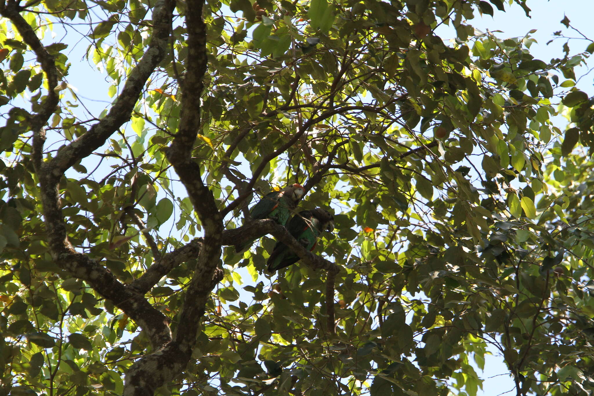 Image of Brown-necked Parrot