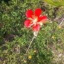 Image of Hibiscus longifilus Fryxell