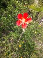 Image of Hibiscus longifilus Fryxell
