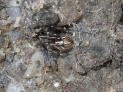 Image of Western Black Widow spider
