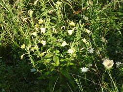 Imagem de Oenothera oehlkersii A. Kappus