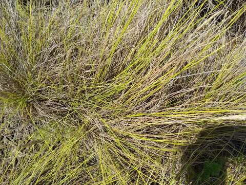 Слика од Festuca petraea Guthnick ex Seub.