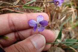 Image of Violet