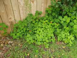 Image of wax mallow