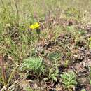 Image of bearded cinquefoil