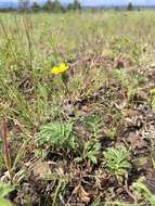 Potentilla crinita A. Gray resmi