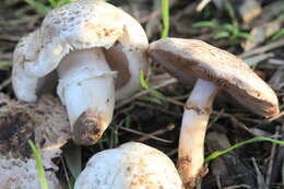 Image of Agaricus bresadolanus Bohus 1969