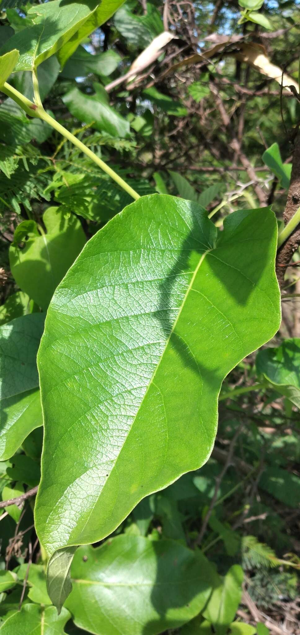 Image of Mandevilla pentlandiana (A. DC.) R. E. Woodson